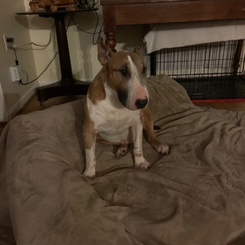 Meet your Posher, Pearl
